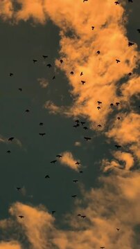 Flock of birds flying against dramatic sunset sky with golden clouds