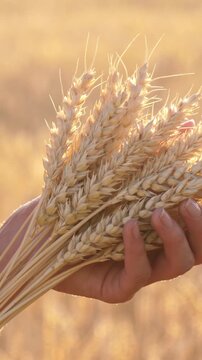 Female hands holding bundle of wheat ears in golden field. Ripe grain represents natural food resources, cereal production and agricultural foundation of everyday food supply.