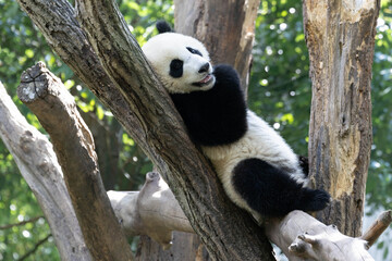 Little Panda Giant resting in a Tree Fork © foreverhappy