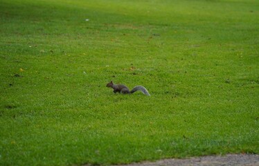 Cute Eastern gray squirrel standing on green grass in a park  © Sasitorn