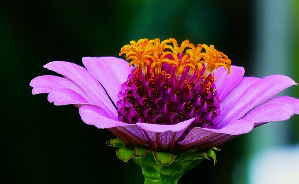Big purple flower with open petals and pollen in the garden dark green background, close macro details