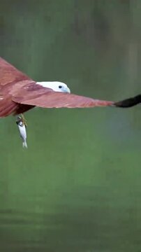 Bird of prey gliding gracefully over river with catch