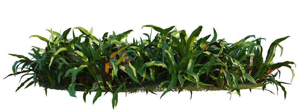Asplenium australasicum tree shrub, plant bush, cutout, isolate transparent background, Realistic lush tropical ground cover plant foliage detail for game development design.