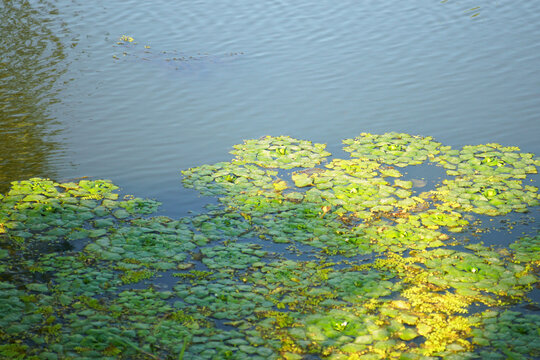 Floating water caltrop rosettes scattered across freshwater surface, forming patches. Depicts Trapa natans habitat, freshwater biodiversity, and aquatic invasive species in European waterways.