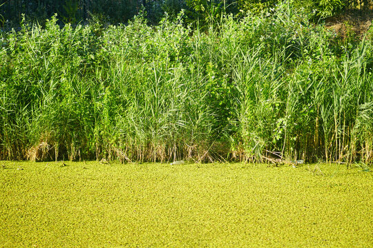 Bright green duckweed covering water surface along reed-lined riverbank. Conveys eutrophication of freshwater habitat, Lemnoideae bloom, and overgrowth of nutrient-rich wetland ecosystem in summer.