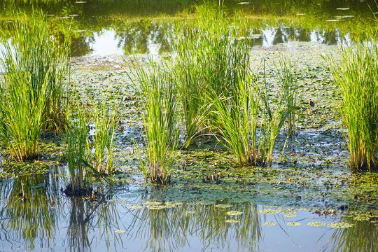 Reed clumps rising from shallow water surrounded by floating water caltrop rosettes. Portrays aquatic plant coexistence, mixed vegetation structure, and contrasting growth forms along river.