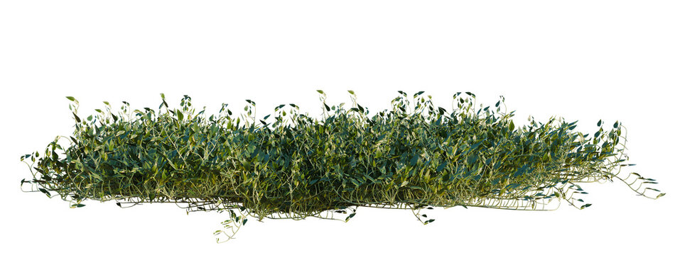 Epipremnum aureum Rattan Green tree shrub, plant bush, cutout, isolate transparent background, 3D Render of Lush Green Bushy Ground Cover for Landscape Design and Nature Scenes