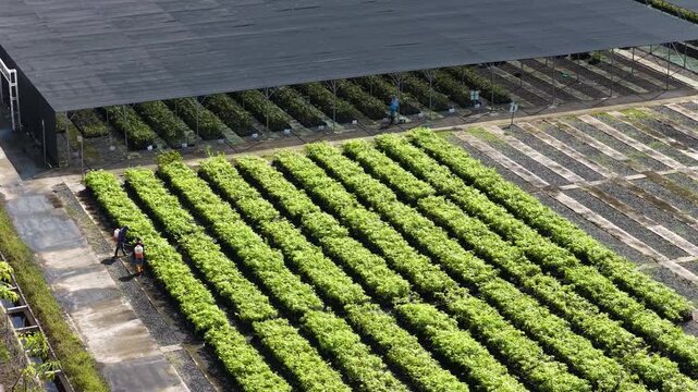 Rows of vegetable plants growing under modern greenhouses and black netting in the Indonesian countryside