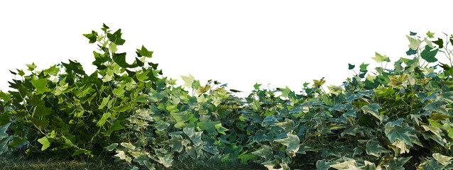 Fototapeta premium Hedera helix Gold, Hedera helix Green and Kalanchoe blo tree shrub, plant bush, cutout, isolate transparent background