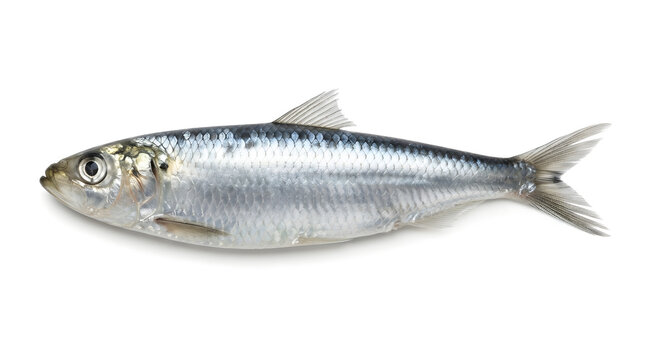 Fresh silver sardine fish isolated on white background for seafood marketing and culinary use