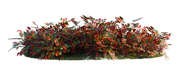 Philodendron erubescens tree shrub, plant bush, cutout, isolate transparent background, Realistic shrubbery bush with colorful leaves on green grass, perfect for landscape design and nature scenes. © Peter Hai