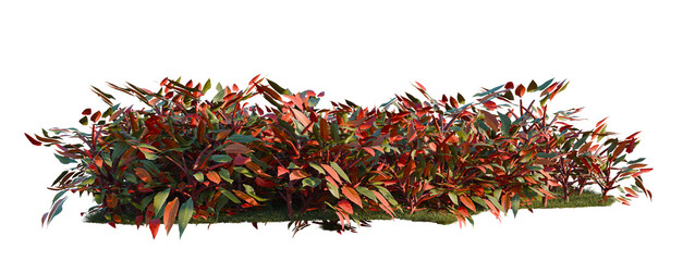 Philodendron erubescens tree shrub, plant bush, cutout, isolate transparent background, Vibrant Reddish-Brown Shrubbery with Lush Greenery - Perfect for Nature & Landscape Designs © Peter Hai