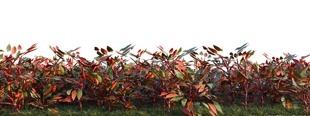Philodendron erubescens tree shrub, plant bush, cutout, isolate transparent background, Vibrant Foliage Border - Lush Greenery with Deep Red Accents for Backgrounds and Design Elements © Peter Hai