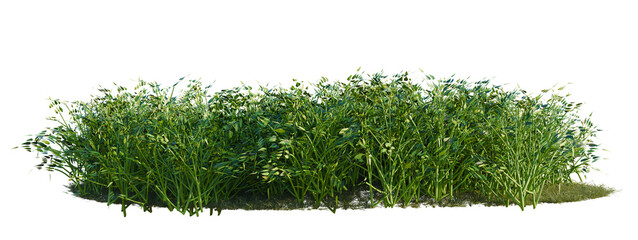 Philodendron hederaceum tree shrub, plant bush, cutout, isolate transparent background, Dense Green Grass Patch with Earth Base - Ideal for Landscape Design and Nature Backgrounds © Peter Hai