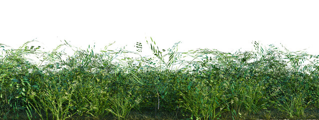 Philodendron hederaceum, Pteris ensiformis and Radermac tree shrub, plant bush, cutout, isolate transparent background, Lush green grass texture for backgrounds and natural landscapes © Peter Hai