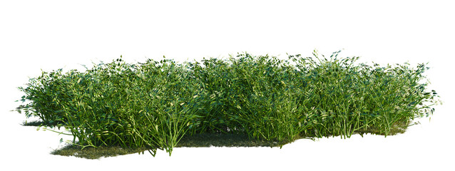 Philodendron hederaceum tree shrub, plant bush, cutout, isolate transparent background, Dense Green Grass Patch - Ideal for Landscaping Backgrounds or Natural Scenes © Peter Hai