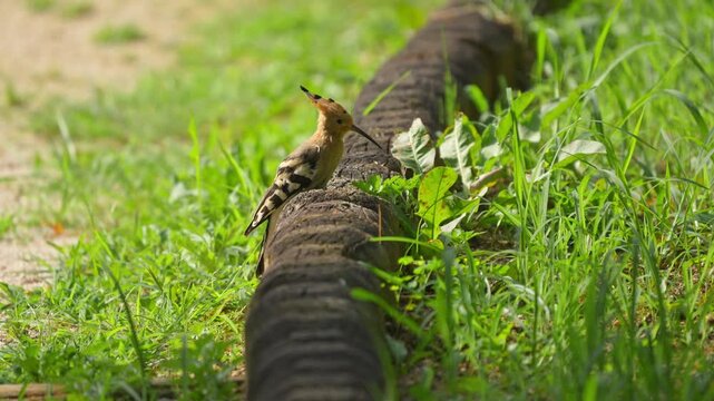 Eurasian Hoopoe Walking Leisurely and Foraging Food on Ground 4K
