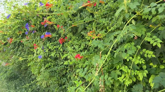 Panning shot of vibrant blooming morning glory (Ipomoea) and trumpet vine (Campsis radicans) flowers growing on a lush green wall in a garden