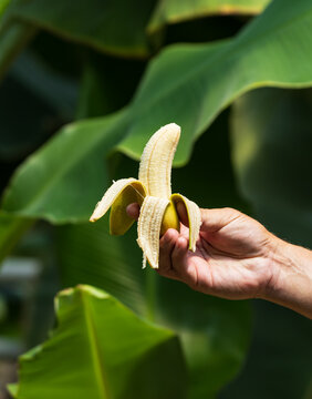 Hand holds peeled banana against large green leaves