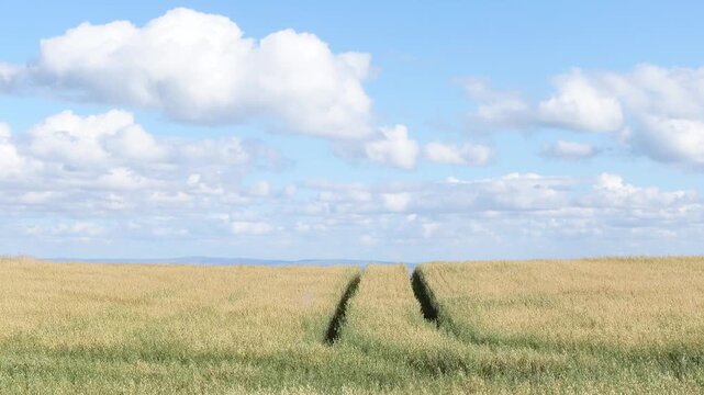 Beautiful agricultural landscape showing a golden wheat field with vehicle tracks under a blue sky