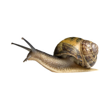 Garden Snail Crawling Side View Isolated on Transparent Background
