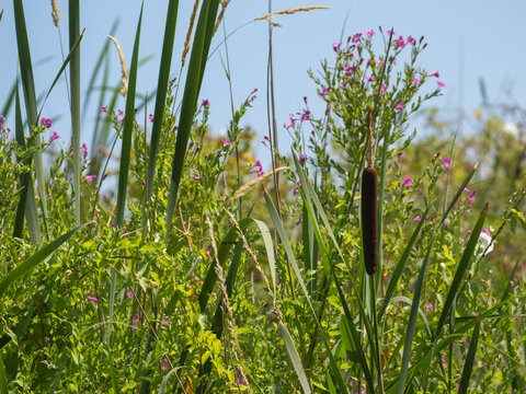 Great willowherb and bulrush seed head among wetland grasses, Hertfordshire, UK.