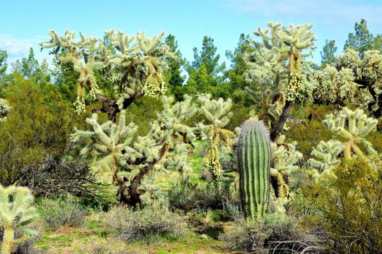 Cholla cactus, Sonora Desert, Mid Winter