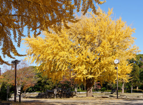 黄色く紅葉したイチョウの樹木（神奈川県平塚市総合公園）