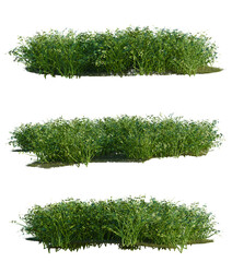 Philodendron hederaceum tree shrub, plant bush, cutout, isolate transparent background, Detailed Green Grass Patch for Landscape Design, Floral Arrangements, or Digital Art Projects - PNG © Peter Hai