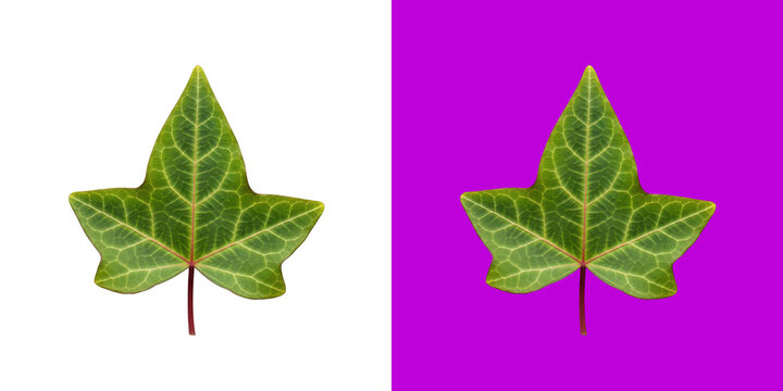 Fresh green ivy leaf with distinct veins on split background png
