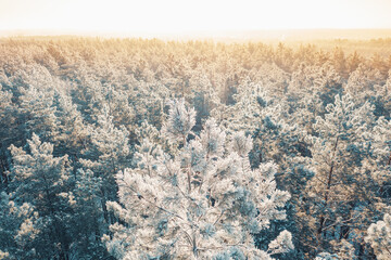 Aerial view of sunset sunrise sunshine in sunny winter snowy coniferous forest. Drone view of european woods at wintertime. Sunlight through woods in winter forest landscape © Great Brut Here