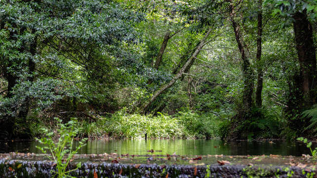 River pond surrounded by dense green forest