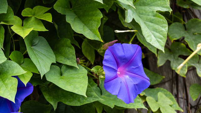 Purple ipomoea morning glory flower with green leaves
