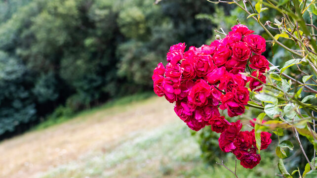 Cluster of red roses on a rosebush with copy space