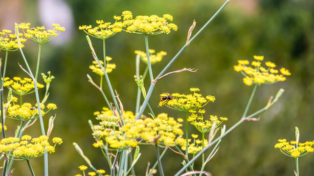 Insect pollinating yellow fennel flower in the field