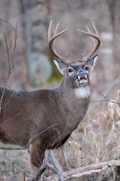 Whitetail buck deer curling lip in flehmen response during rutting season