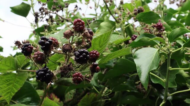 Wild bramble bush with ripe and unripe blackberries growing in woodland