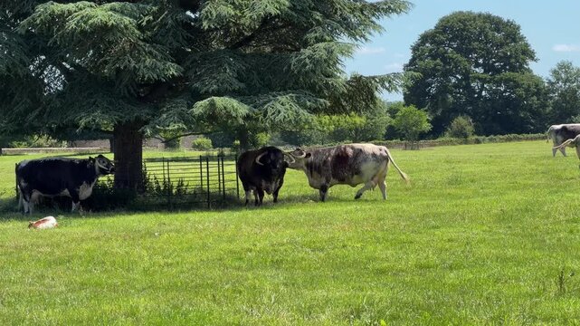 Cow licking and flirting with a bull in a playful courtship moment on a green pasture