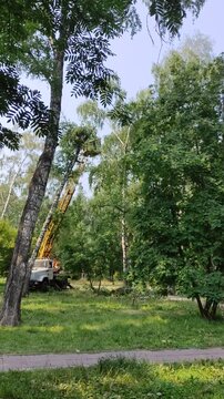 NOVOSIBIRSK - 23 JULY 2026: Mans cuts tree with chainsaw on crane, concept of deforestation.