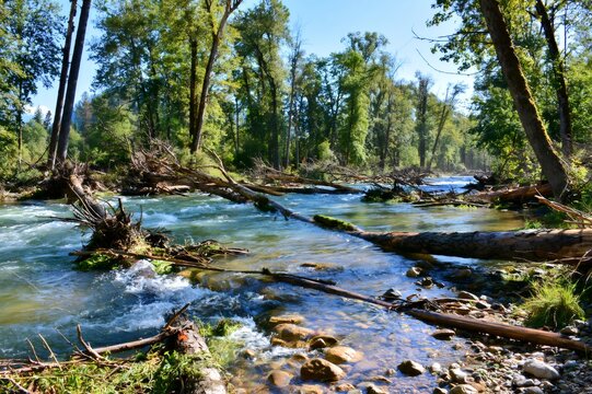 River flowing through forest with fallen trees