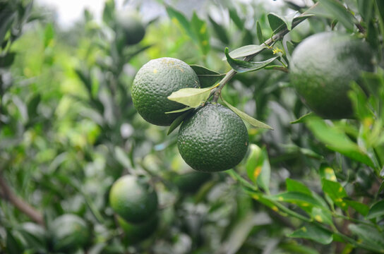 Xinhui citrus orchard on a perfect sunny day, fresh green leaves glistening under direct sunlight, clean air and open sky creating a vibrant and peaceful rural atmosphere. 