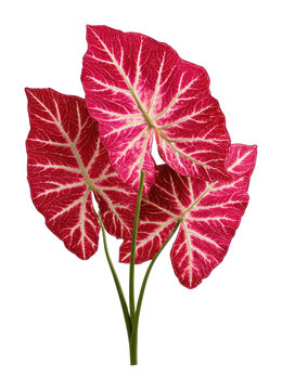 PNG Vibrant red caladium leaves isolated.
