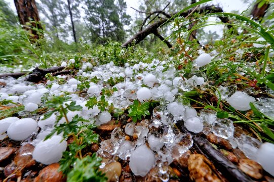 Hailstones covering ground and plants after heavy storm