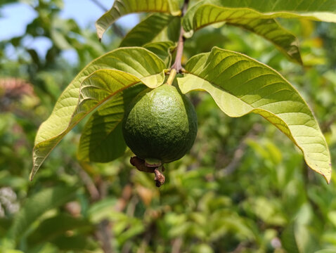Unripe green guava fruit hanging on tree branch with fresh leaves in organic orchard