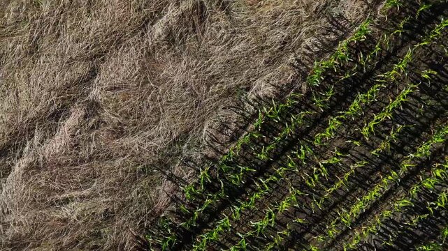 Flight above the corn and agriculture fields, summer, harvest, monoculture, pastures, texture