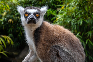 Fototapeta premium Ring-Tailed Lemur