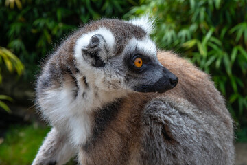Fototapeta premium Ring-Tailed Lemur
