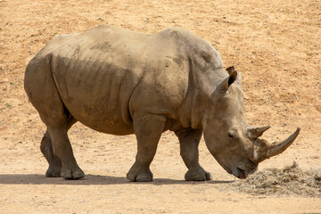 Rhinoceros © chrisdorney