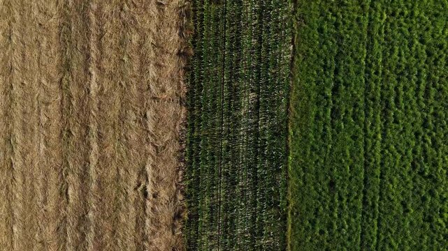 Flight above the corn and agriculture fields, summer, harvest, monoculture, pastures, texture