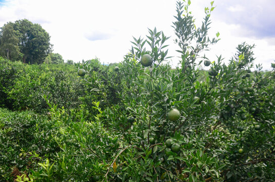 Xinhui citrus orchard on a perfect sunny day, fresh green leaves glistening under direct sunlight, clean air and open sky creating a vibrant and peaceful rural atmosphere. 